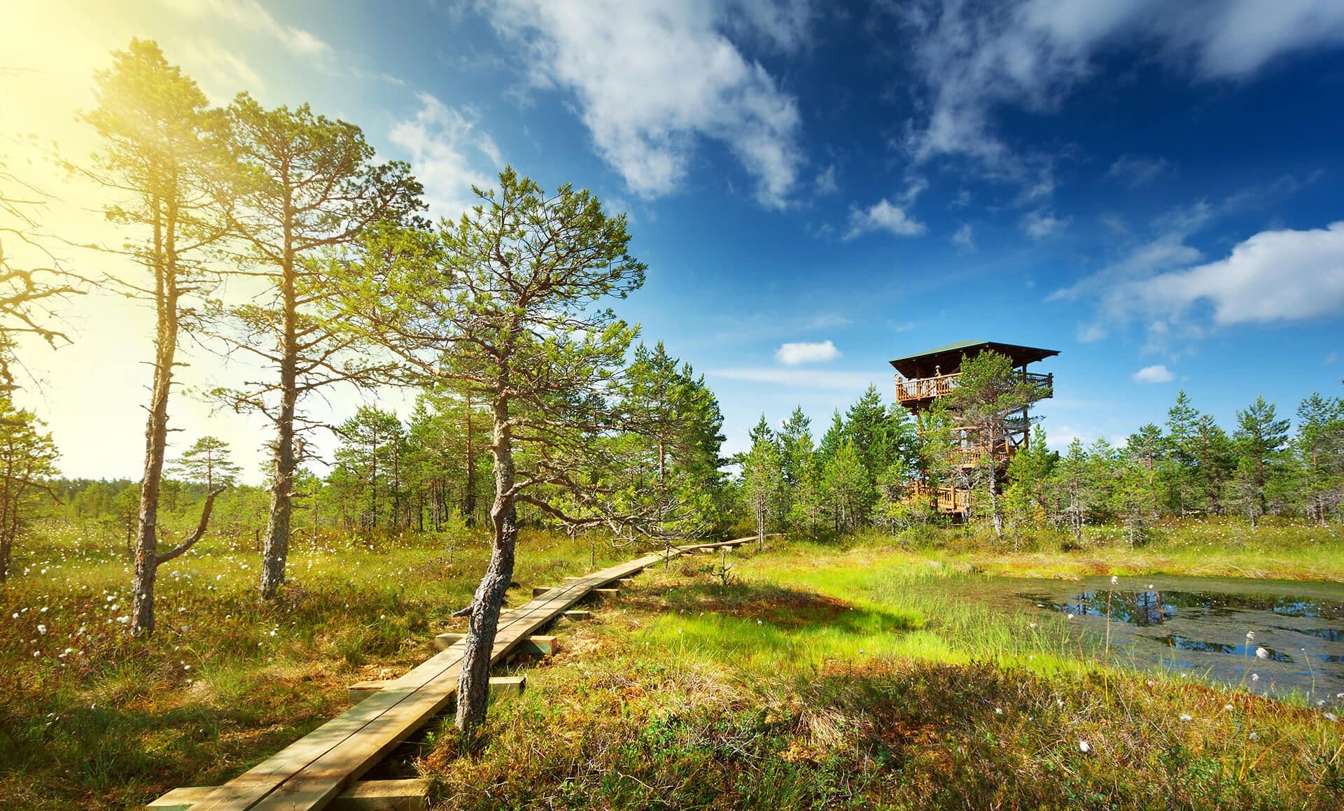 Puidust laudtee viib läbi soo vaatetornini, taustal puud ja selge taevas
