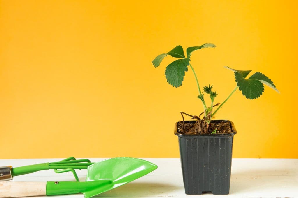 Roheline taim mustas potis, kõrval aiakühvel kollasel taustal